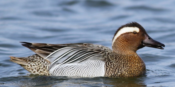 Garganey
