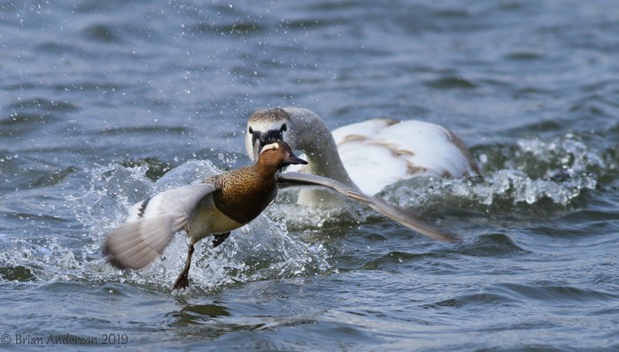 Garganey