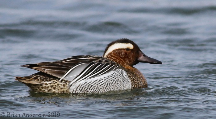 Garganey