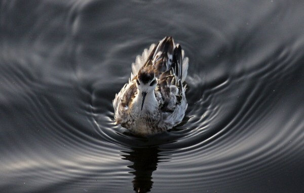 Red-necked Phalarope