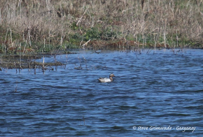 Garganey