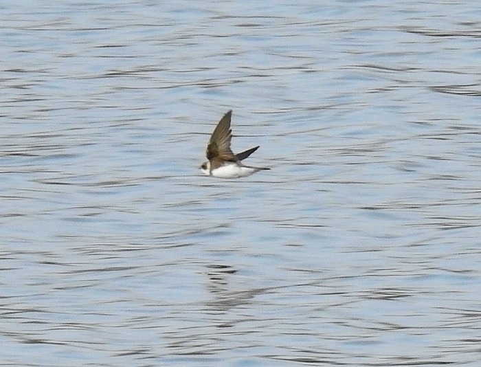 Sand Martin