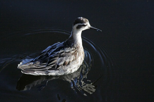 Red-necked Phalarope