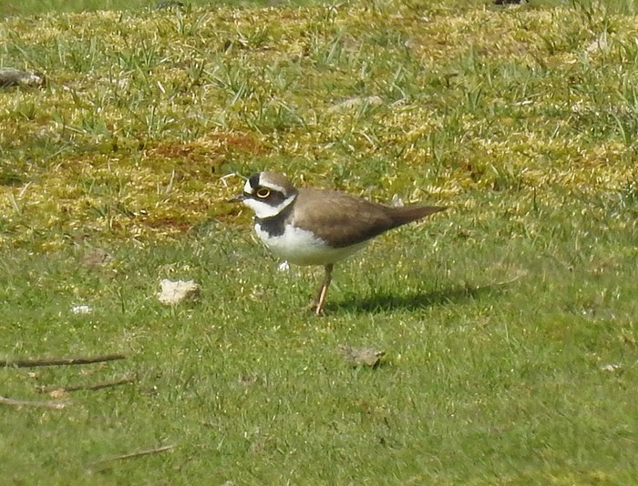 Little Ringed Plover