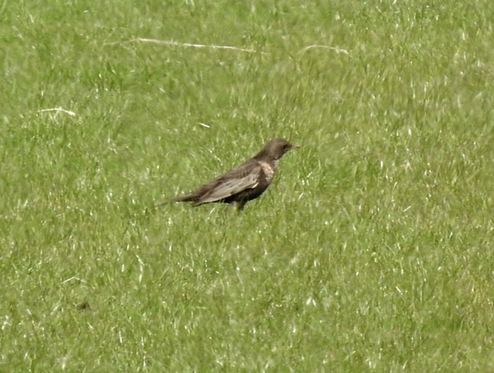 Ring Ouzel