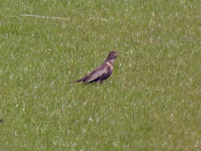 Ring Ouzel