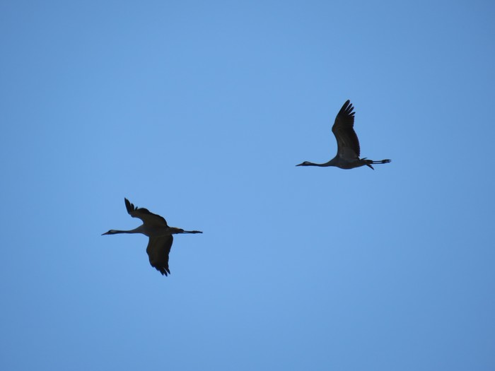 Common Crane