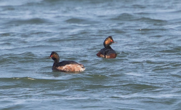 Black-necked Grebe