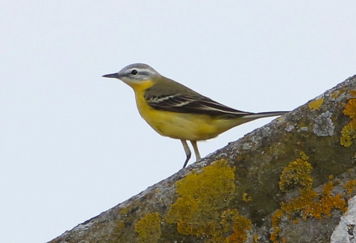Yellow Wagtail