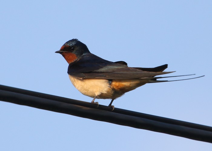 Swallow