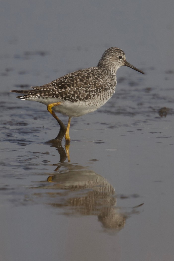 Lesser Yellowlegs