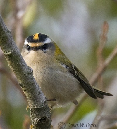 Firecrest