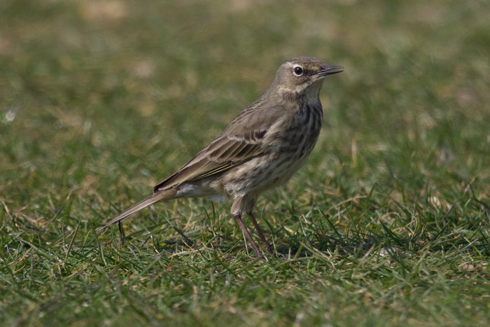 Rock Pipit