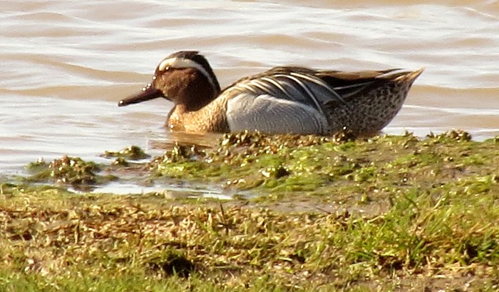 Garganey