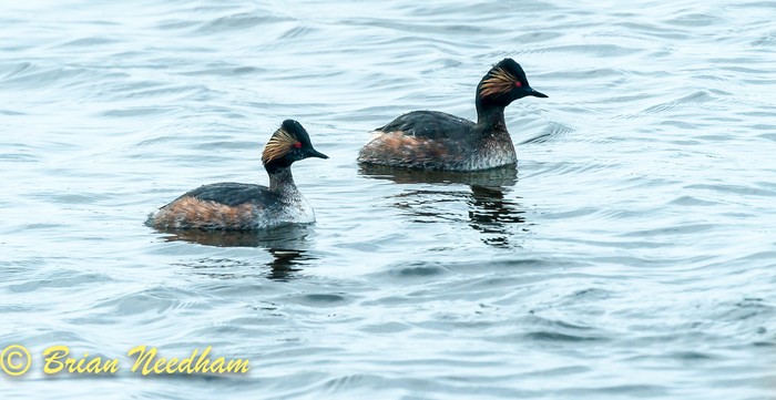 Black-necked Grebe