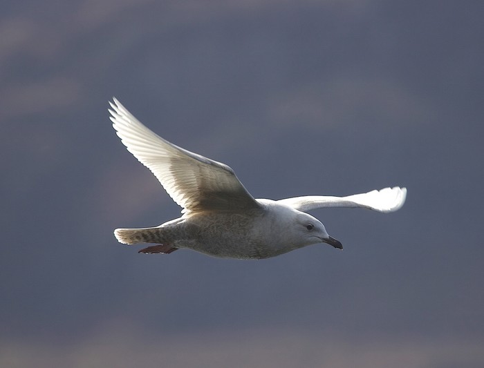 Iceland Gull