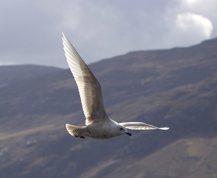 Iceland Gull
