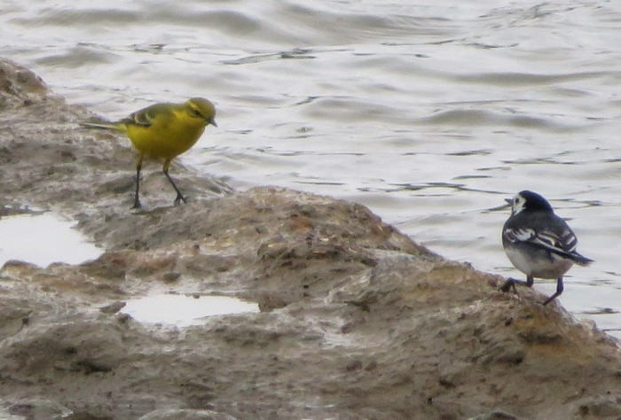 Yellow Wagtail