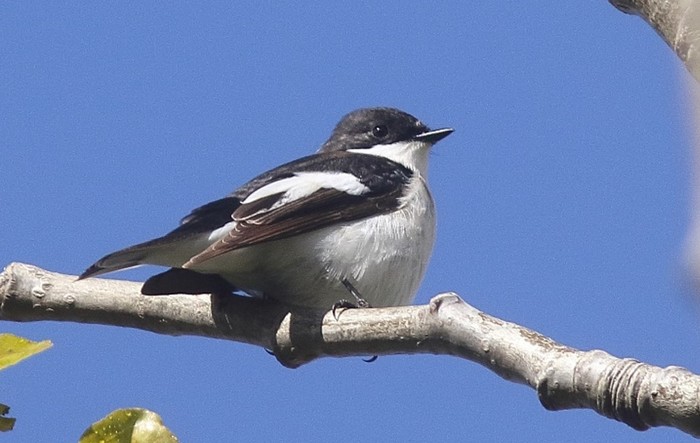 Pied Flycatcher