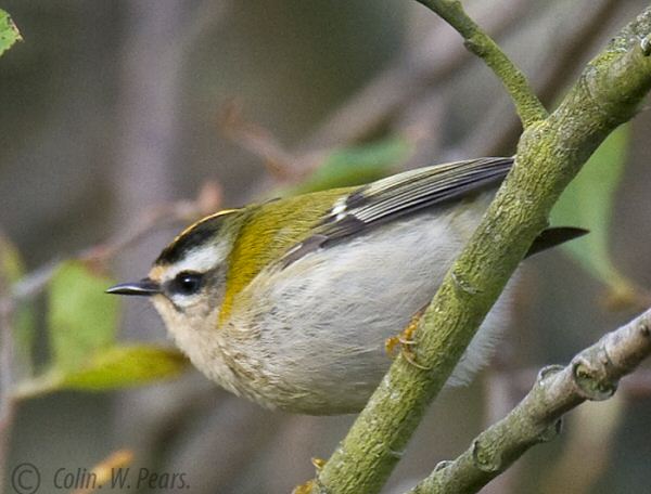 Firecrest