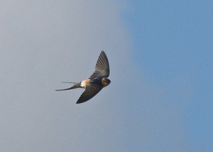 Red-rumped Swallow