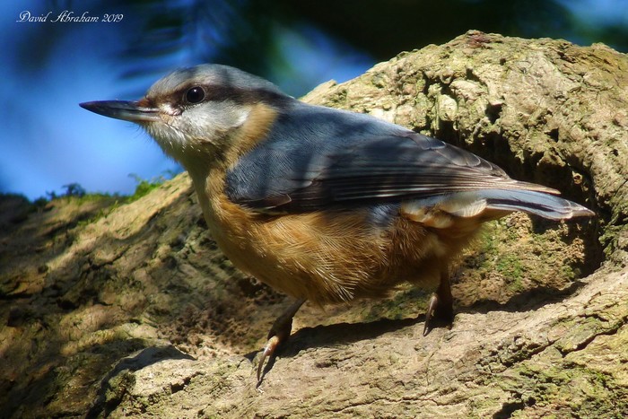 Nuthatch