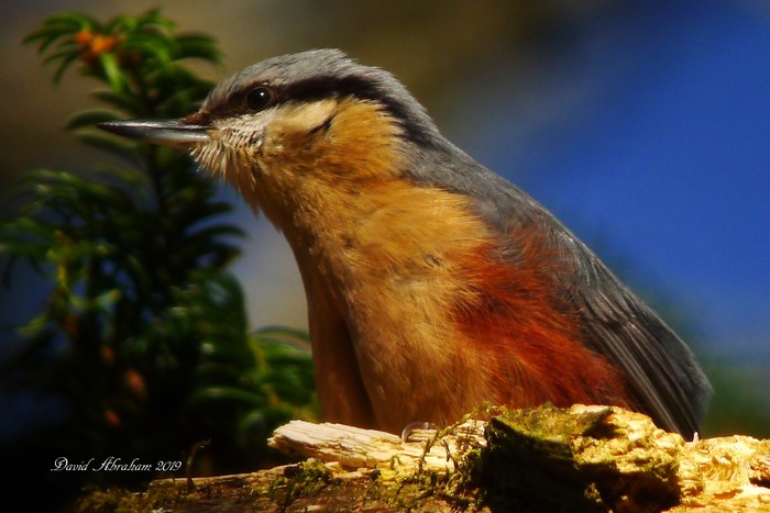 Nuthatch