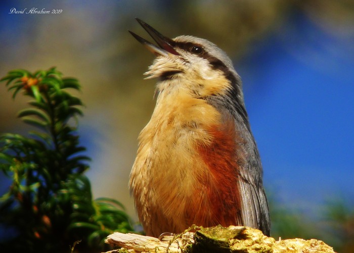 Nuthatch