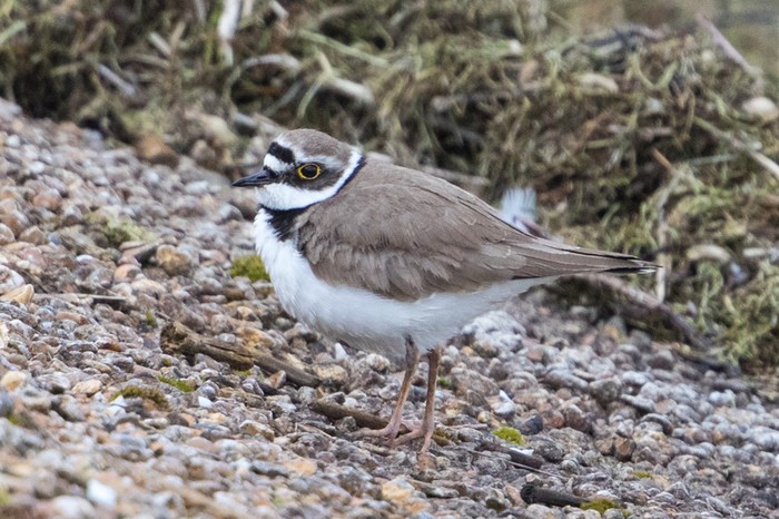 Little Ringed Plover