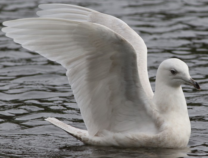Iceland Gull