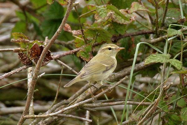 Greenish Warbler