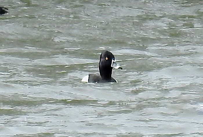 Ring-necked Duck