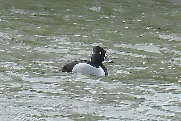 Ring-necked Duck
