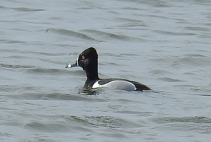 Ring-necked Duck