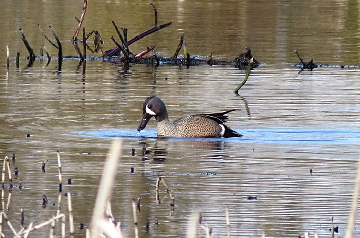 Blue-winged Teal
