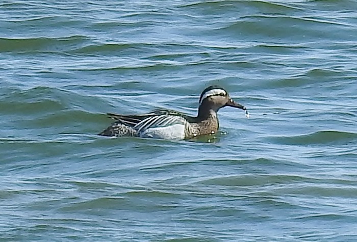 Garganey