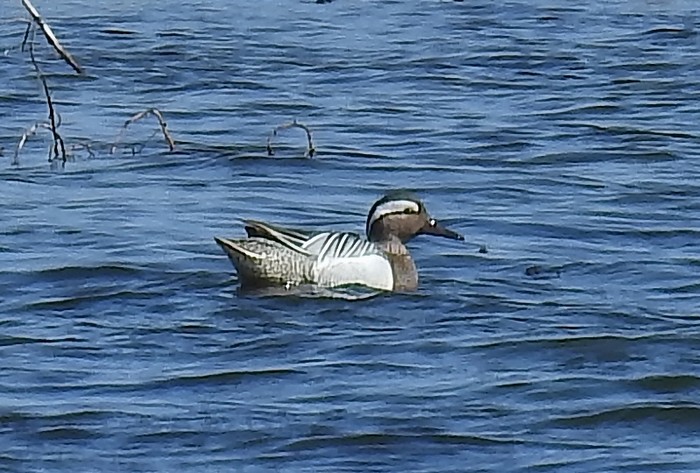 Garganey