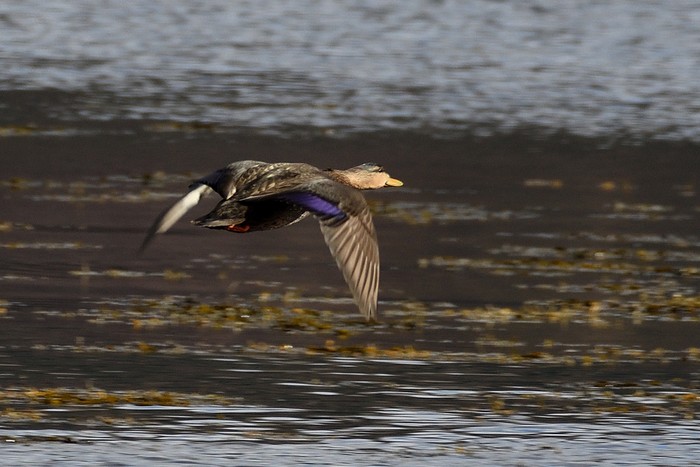 Black Duck