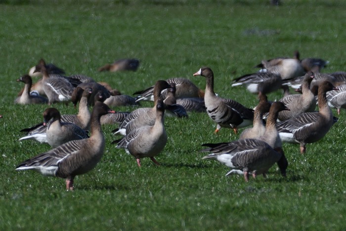 Russian White-fronted Goose