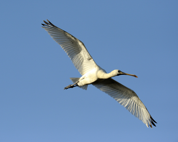 Spoonbill