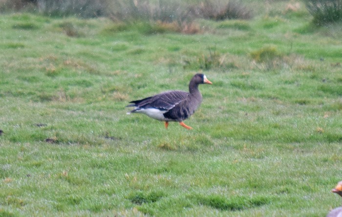 Greenland White-fronted Goose