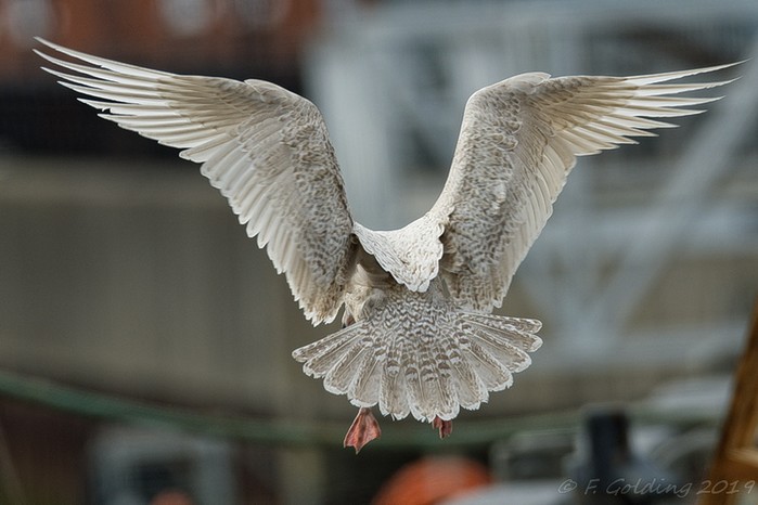 Glaucous Gull