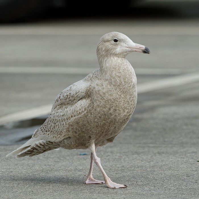 Glaucous Gull