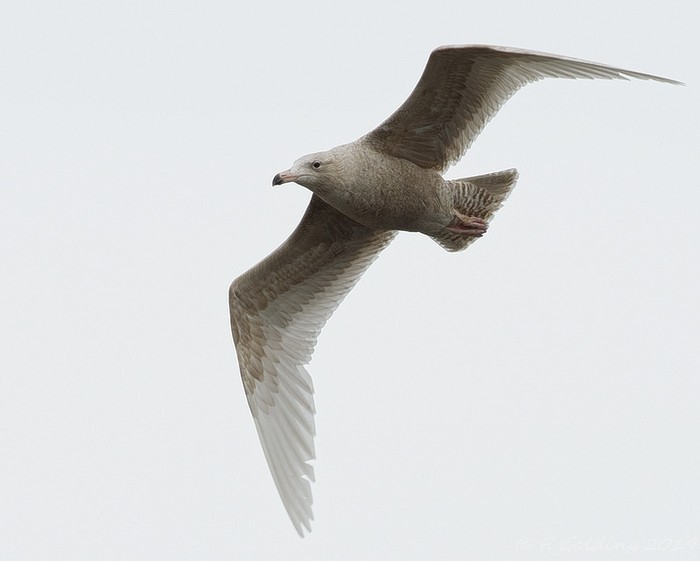 Glaucous Gull