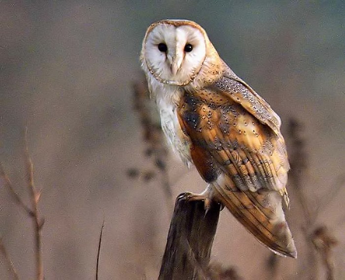 Barn Owl