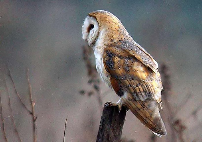 Barn Owl