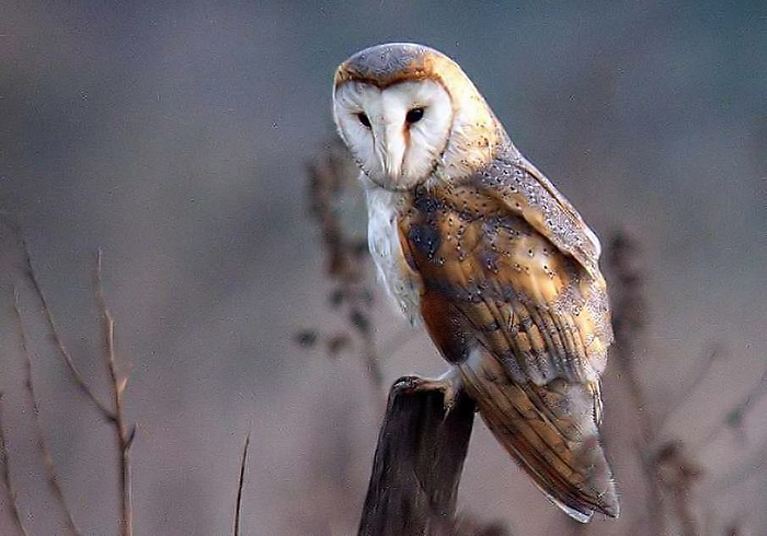 Barn Owl