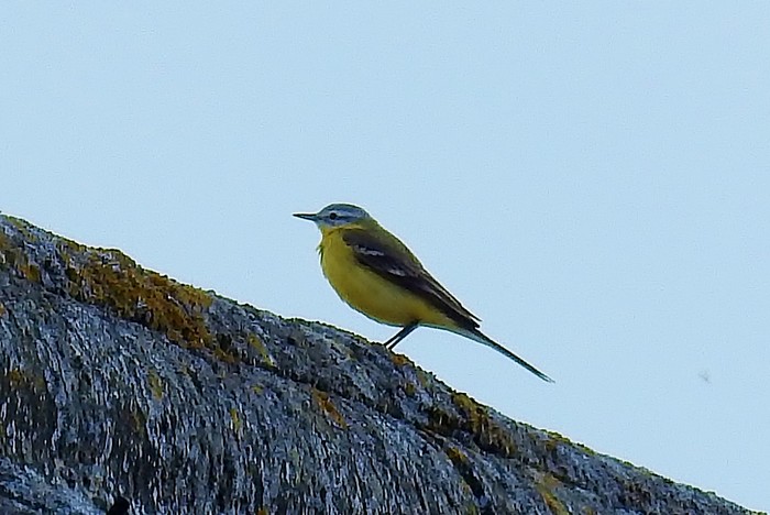 Blue-headed Wagtail