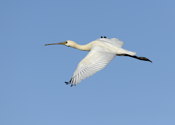 Spoonbill