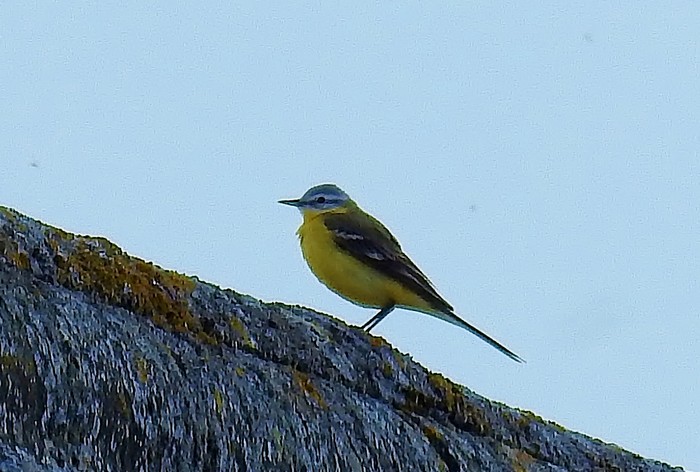 Blue-headed Wagtail